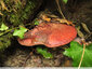 Champignon rose