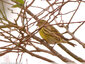 Trois serins