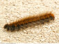 Une grosse chenille très velue