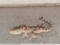 Mini gecko