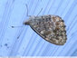 Papillon renversant