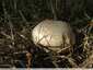 Un Agaric qui ne jaunit pas