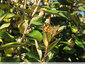 Papillons au soleil - 1