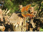 Papillons au soleil - 2