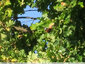 Papillons au soleil - 3