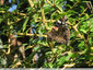 Papillons au soleil - 3