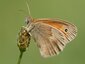 Procris (Coenonympha pamphilus)