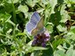 Azuré commun (Polyommatus icarus)