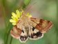Noctuelle de la cardère (Heliothis viriplaca)