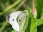 Piéride de l'ibéride (Pieris mannii)