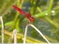 Crocothémis écarlate mâle