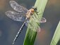 Æschne mixte mâle (Aeshna mixta)