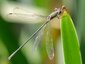 Leste vert mâle (Chalcolestes viridis)