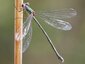 Leste vert femelle (Chalcolestes viridis)