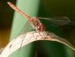 Sympétrum strié mâle (Sympetrum striolatum)