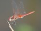 Sympétrum à nervures rouges mâle (Sympetrum fonscolombii)