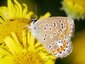 Argus bleu femelle (Polyommatus icarus)