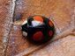 Coccinelle asiatique (Harmonia axyridis)
