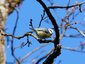 Mésange bleue (Cyanistes caeruleus)