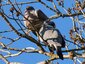 Pigeon ramier (Columba palumbus)