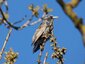 Étourneau sansonnet (Sturnus vulgaris)