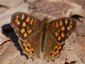 Tircis mâle (Pararge aegeria aegeria)