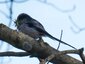 Mésange à longue queue (Aegithalos caudatus)