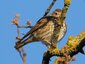 Grive musicienne (Turdus philomelos)