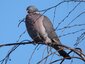 Pigeon ramier (Columba palumbus)