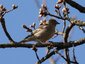 Pinson des arbres femelle (Fringilla coelebs)