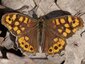Tircis mâle (Pararge aegeria aegeria)
