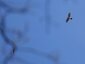 Épervier d'Europe (Accipiter nisus)