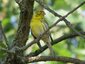 Serin cini mâle (Serinus serinus)