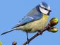 Mésange bleue (Cyanistes caeruleus)