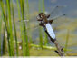 Libellula depressa