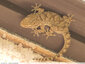 Un jeune gecko