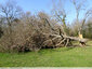 Grand chêne tombé pendant la tempête