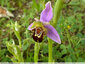Ophrys abeille tout seul