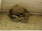 Un nid d'hirondelles en construction