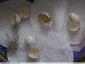 Coquilles d'oeufs