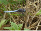 Libellule presque entièrrement bleue