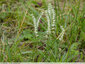 Sur la trace des spiranthes d'automne 3