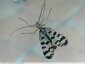 Mouche scorpion