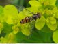 Syrphes pollinisateurs