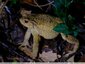 Un autre crapaud au bois du Bousquet
