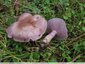 Jolis champignons mauves