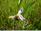Les ophrys abeille se font rares