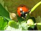 Coccinelle bien de chez nous