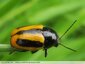 Petit coléoptère noir et jaune