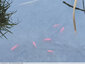 Poissons rouges dans le bassin de retention